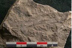 Foto (Detailansicht) von Cyclocarpus sp.  (NHMW-GEO-2024-0188-11154)